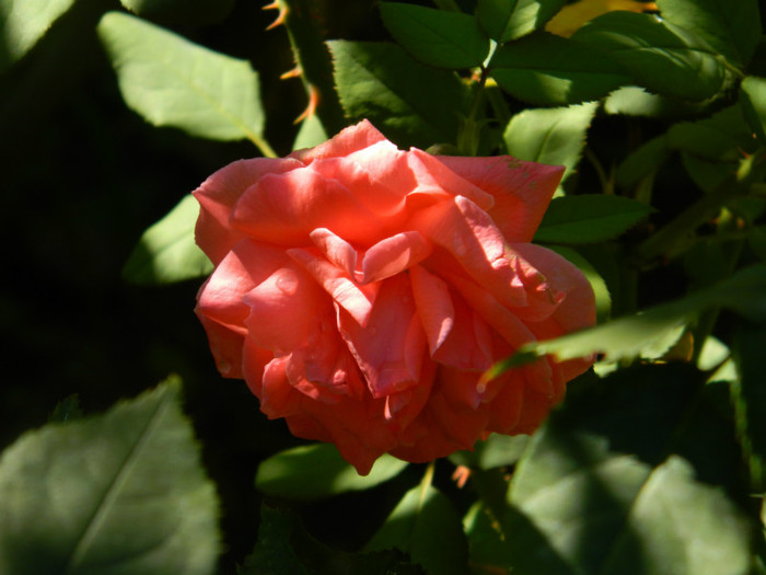 DSCN8853