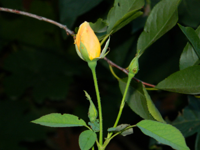 DSCN8870