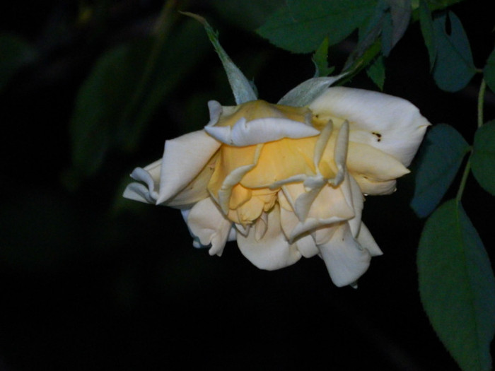 DSCN8871