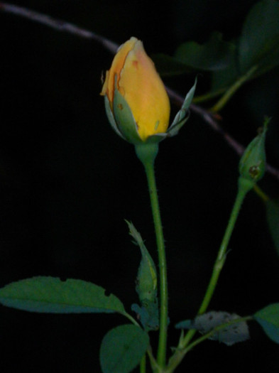 DSCN8873