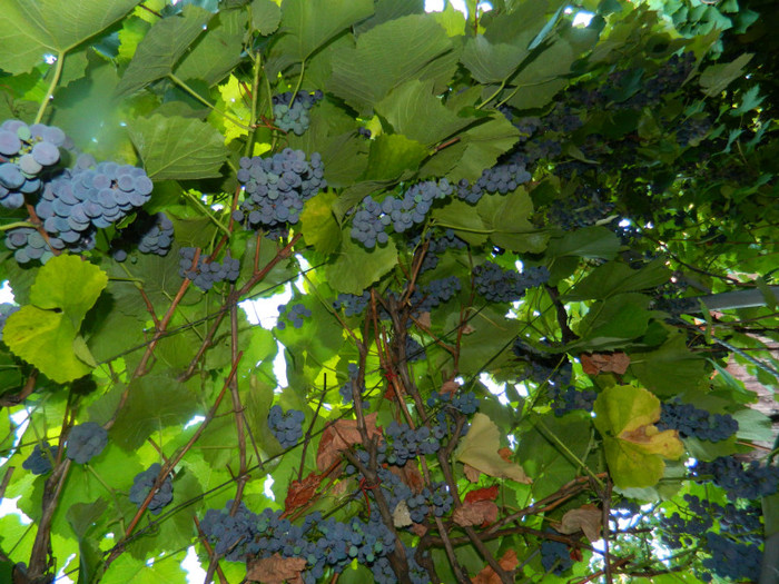 DSCN8896