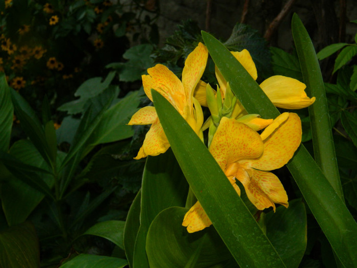 DSCN8908