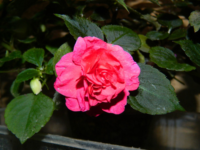 DSCN8914