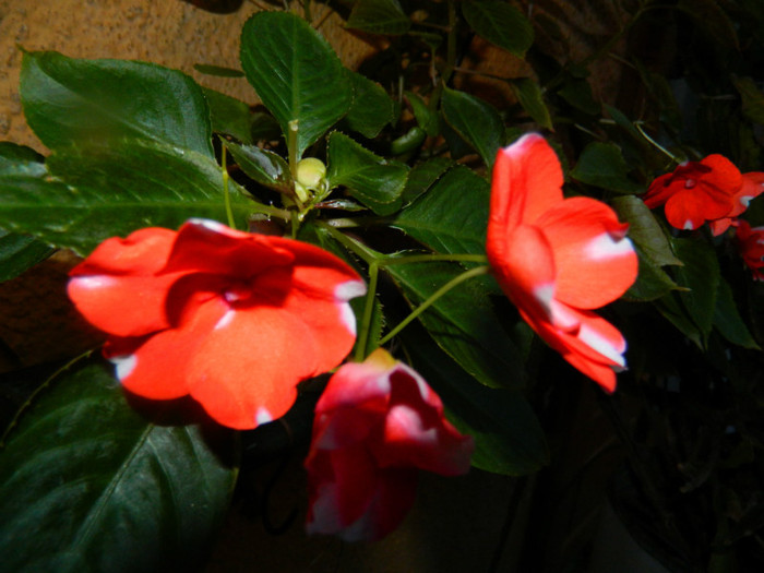 DSCN8921