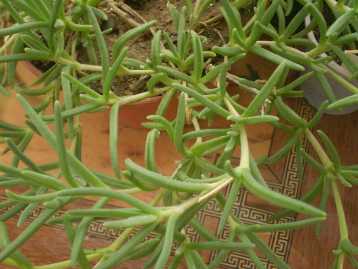 Delosperma cooperi