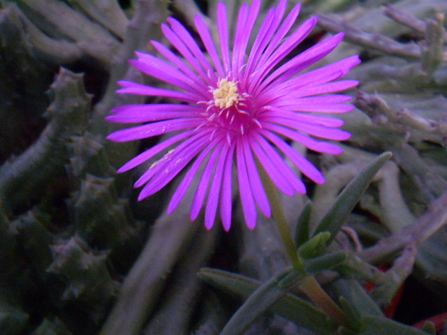 Delosperma cooperi