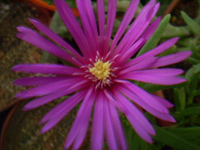 Delosperma cooperi