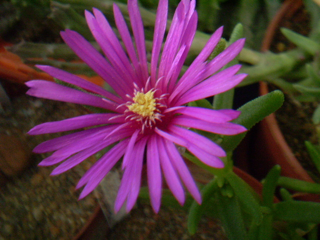 Delosperma cooperi