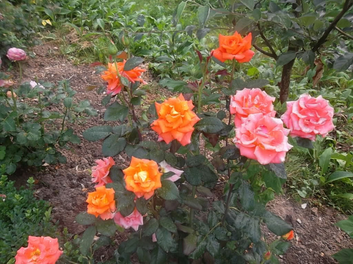 monica - trandafiri 2012