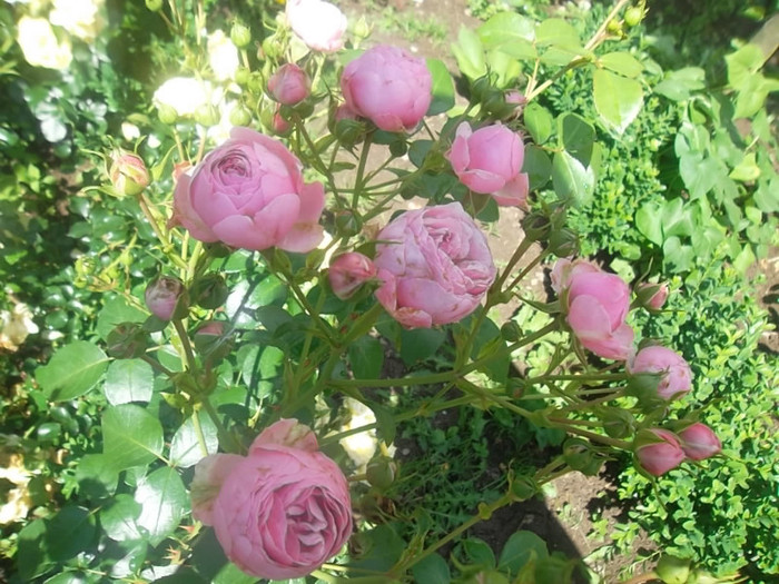 pomponella - trandafiri 2012