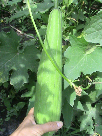 DSC01316 - LUFFA-BURETELE VEGETAL