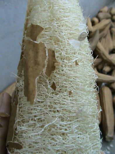 DSC01741 - LUFFA-BURETELE VEGETAL