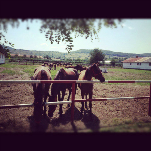 521959_444208728935248_381817922_n