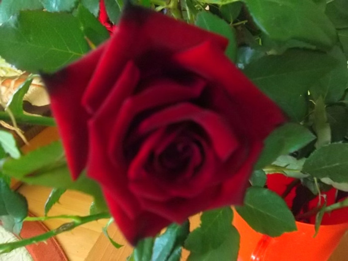 ? am primit lastari pt. inradacinat - trandafiri 2012