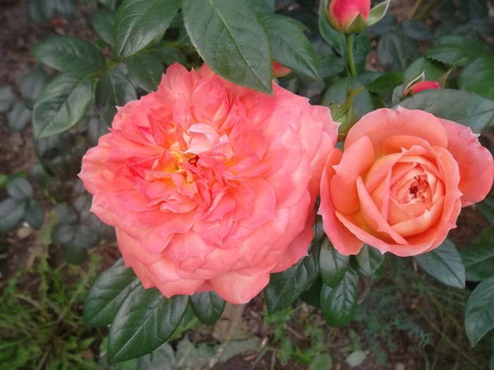 queen of hearts - trandafiri 2012