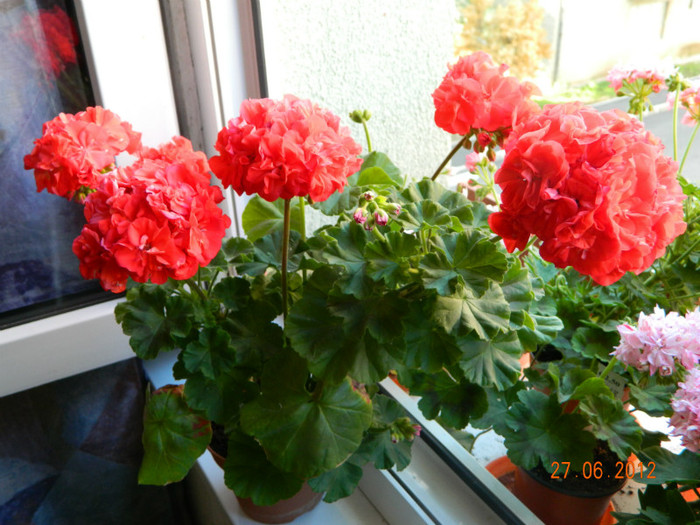 Clatterbridge-soi de expozitie - 0 Muscate -colectie personala