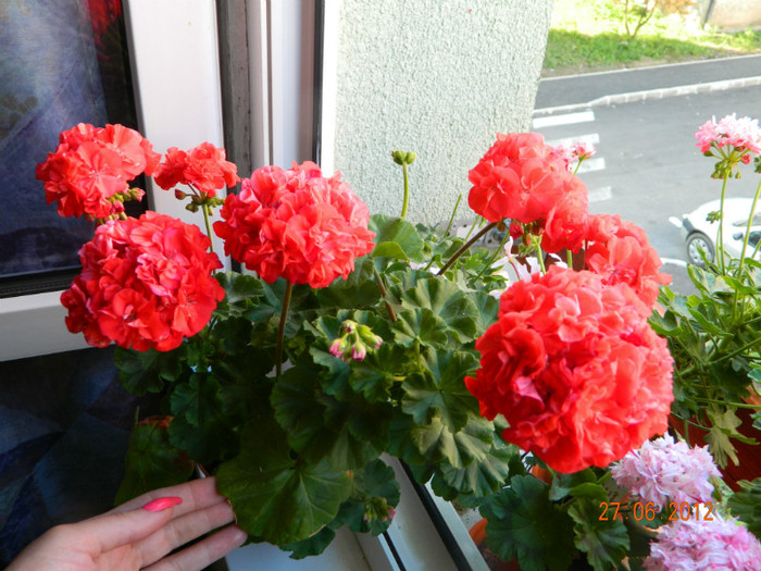 Creste compact - 0 Muscate -colectie personala