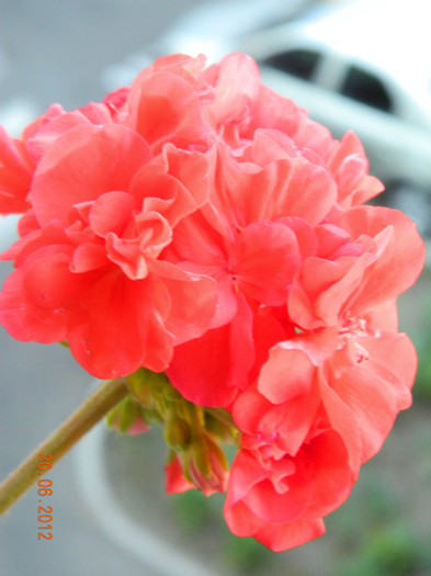 DSCN0622 - 0 Muscate -colectie personala