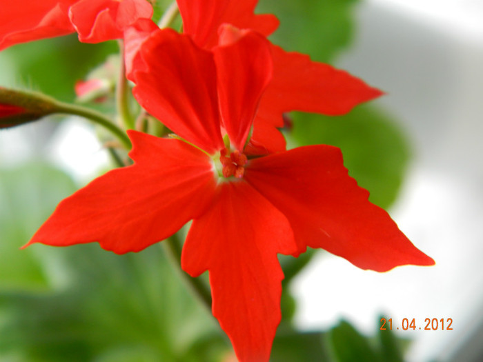 Rosu stelar - 0 Muscate -colectie personala