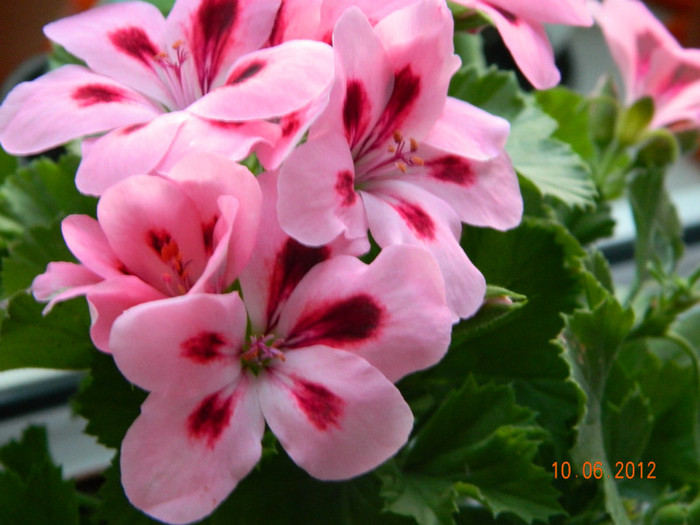 DSCN0515 - 0 Muscate -colectie personala