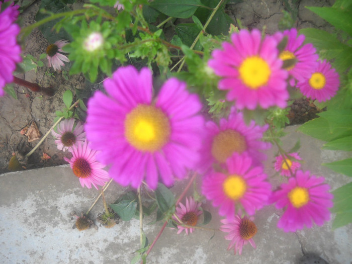 DSCN4357 - 16 flori de august 2012