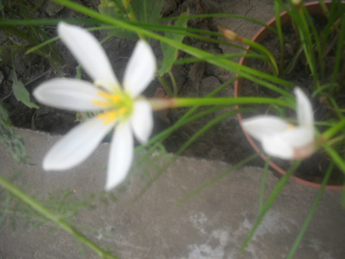 DSCN4412 - 16 flori de august 2012