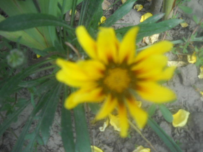 DSCN4413 - 16 flori de august 2012