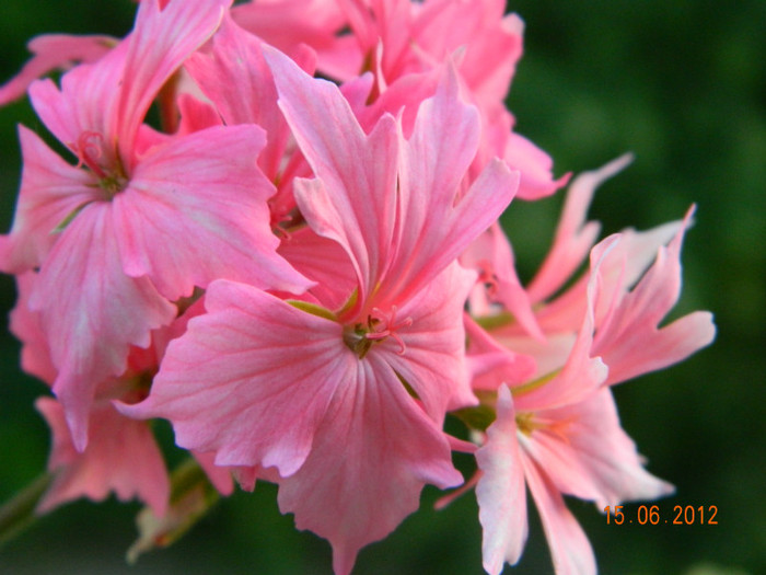 DSCN0585 - 0 Muscate -colectie personala