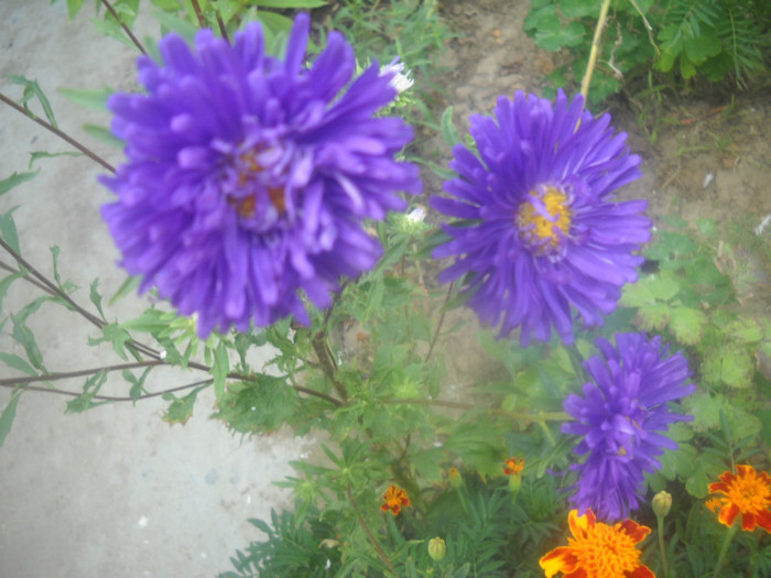 DSCN4415 - 16 flori de august 2012