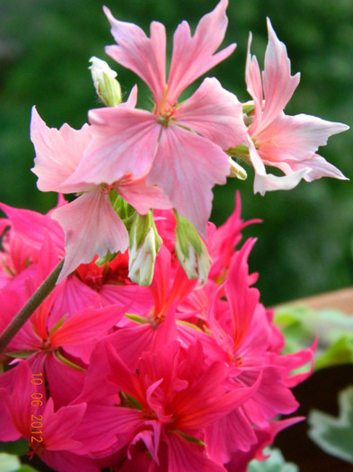 DSCN0514 - 0 Muscate -colectie personala