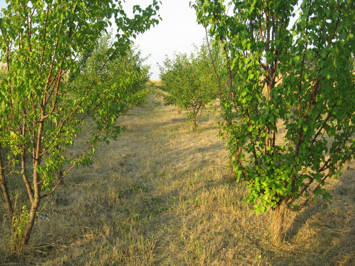 Butnaresti vinete 2012 131; livada, inceputuri 1
