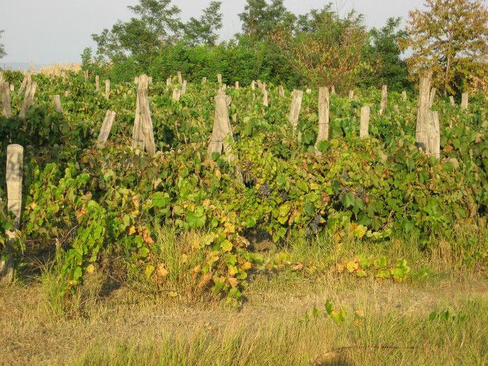 Butnaresti vinete 2012 119; via in august 2012
