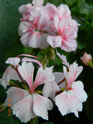 DSCN0531