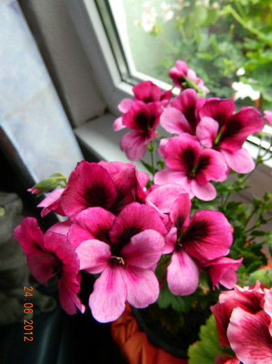 pink butterflies