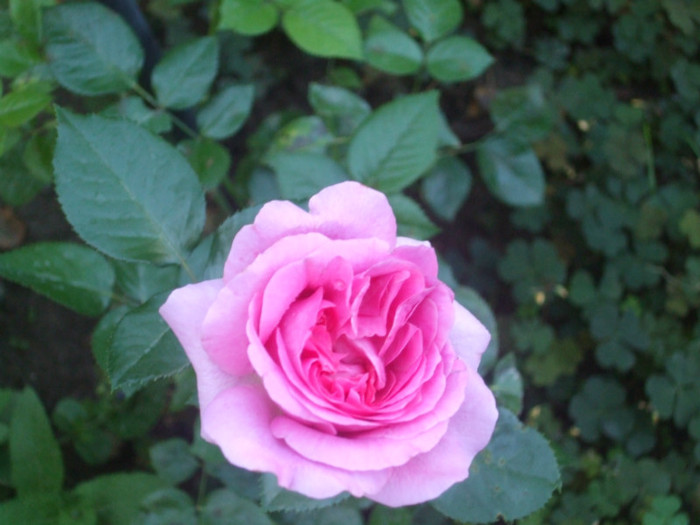 flori 2012 1078