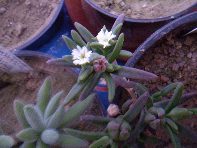Delosperma napiforme - SUCULENTE