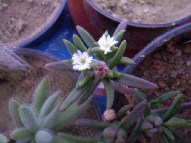 Delosperma napiforme - SUCULENTE