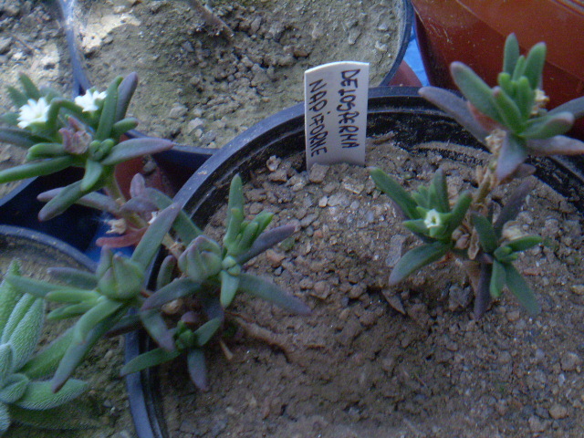Delosperma napiforme - SUCULENTE