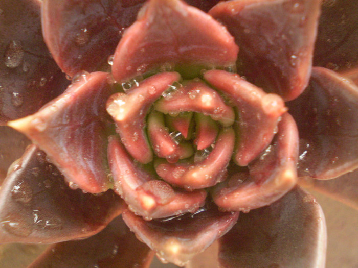 Echeveria affinis