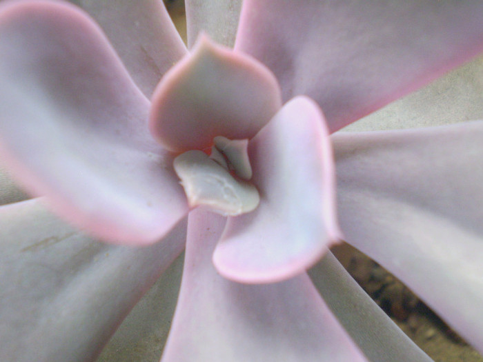 Echeveria cv. perle von nurnberg