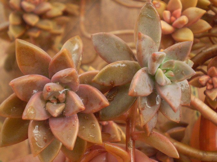 Echeveria elegans