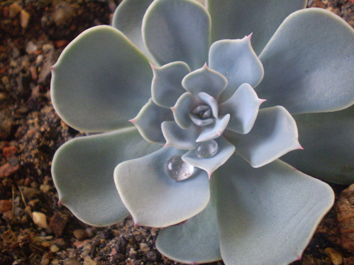 Echeveria secunda var. pumila