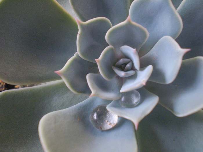 Echeveria secunda var. pumila
