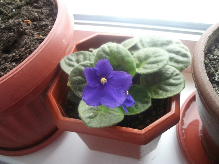 violeta mov - Flori apartament