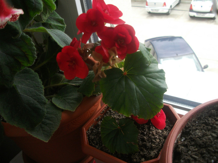 begonia rosie - Flori apartament