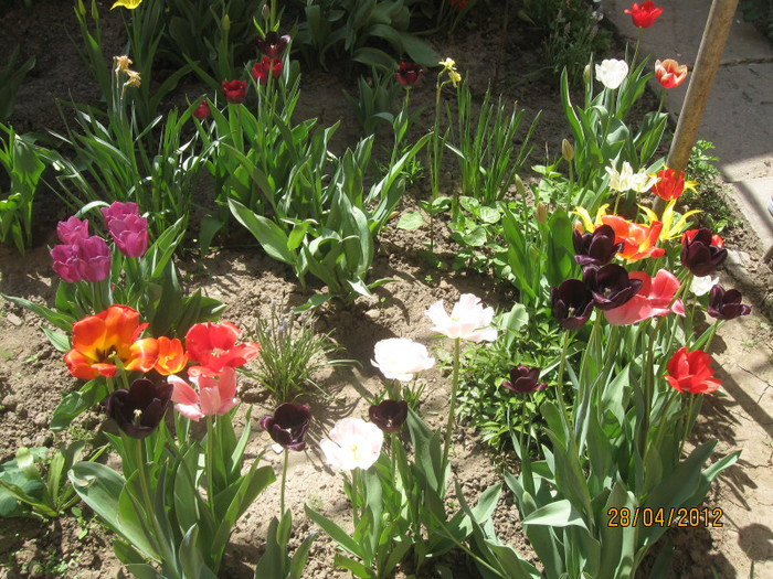 IMG_2119 - 1Florile mele 2012