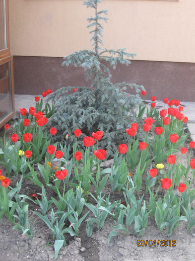 IMG_2158 - 1Florile mele 2012