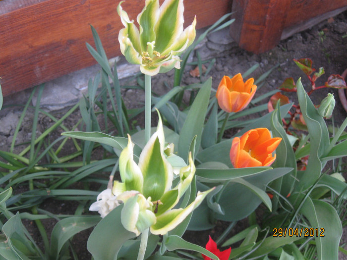 IMG_2167 - 1Florile mele 2012