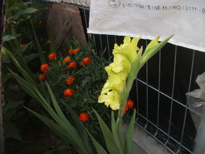 DSCF4530 - Colectie gladiole