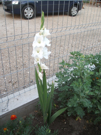 DSCF4550 - Colectie gladiole